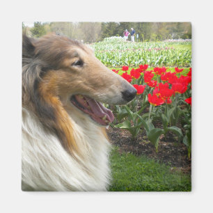 Imã Imagem de Tulips Collie n Sable Rough