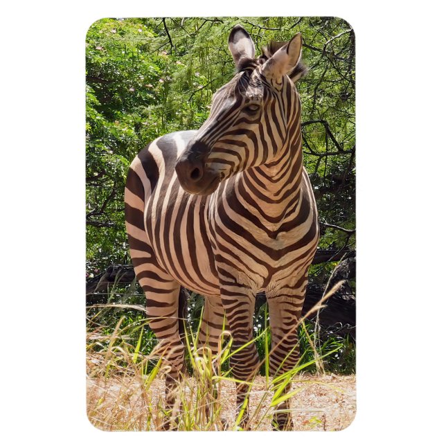 Ímã Imagem de Zebra (Vertical)