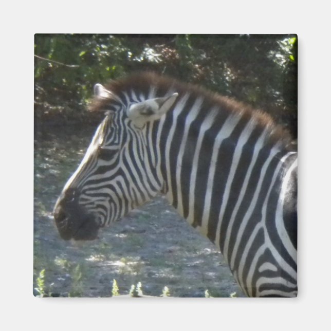 Imã Imagem de zebra (Frente)