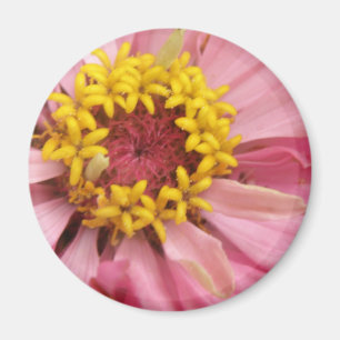 Imã Imagem de Zinnia Rosa bonito