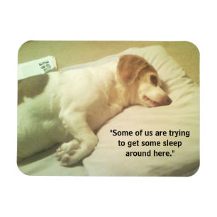 Ímã Imagem do Beagle Photo "Tentando dormir" 3x4