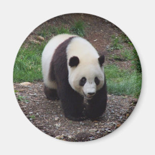 Imã Imagem do Círculo Fotográfico Giant Panda