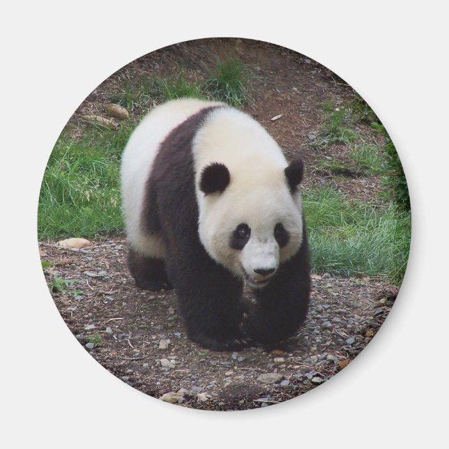 Imã Imagem do Círculo Fotográfico Giant Panda (Frente)