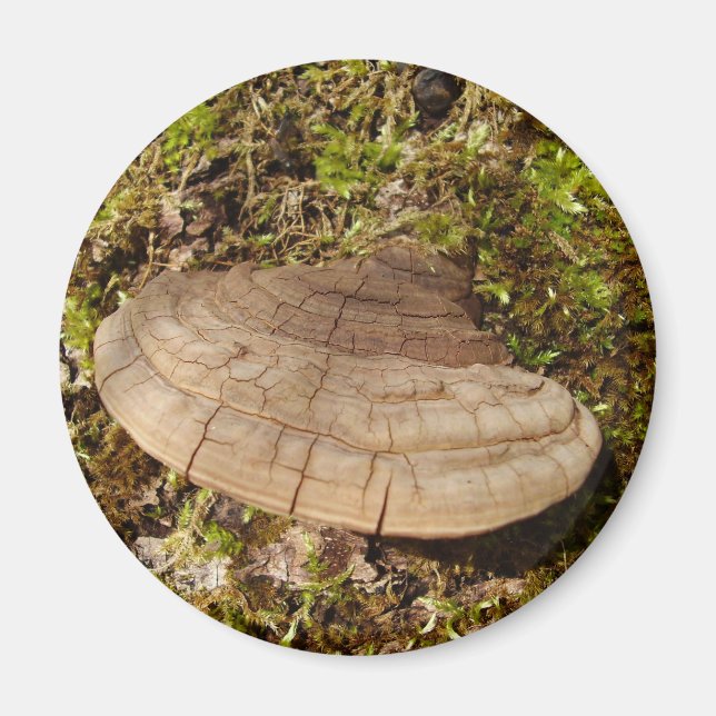 Imã Imagem do Coguete de Phellinus igniarius (Frente)