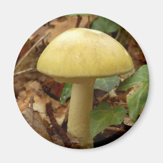 Imã Imagem do Cogumelo Deathcap