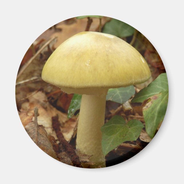 Imã Imagem do Cogumelo Deathcap (Frente)