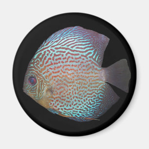 Imã Imagem do disco 2
