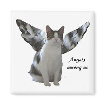 Imagem do Gatinho Anjo