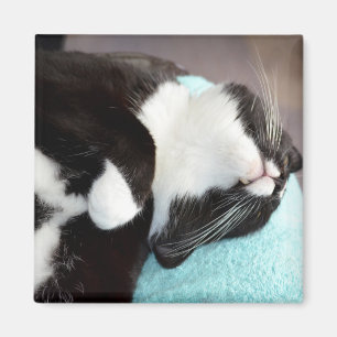 Imã imagem do gatinho da opinião do queixo do gato do
