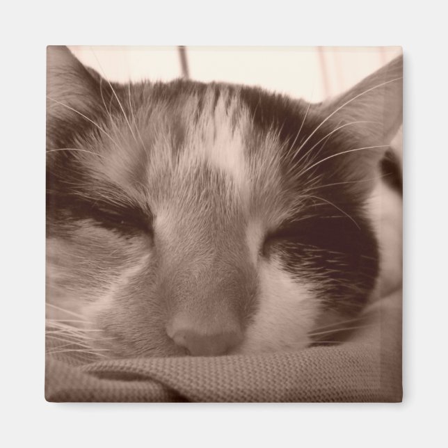 Imã Imagem do gato Calico (Frente)