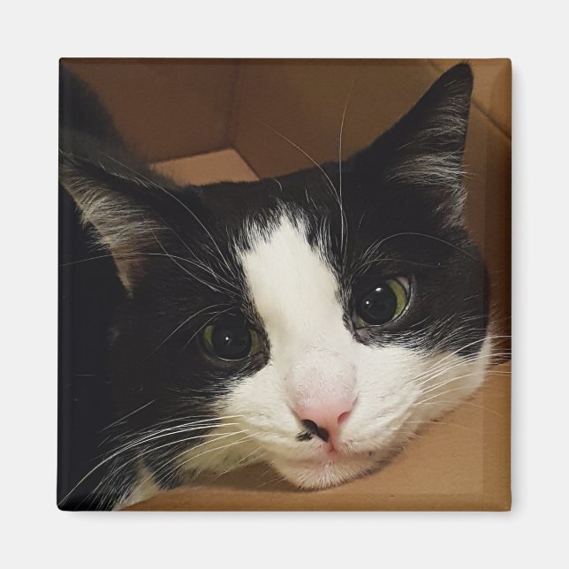 Imã Imagem do gato Tuxedo (Frente)