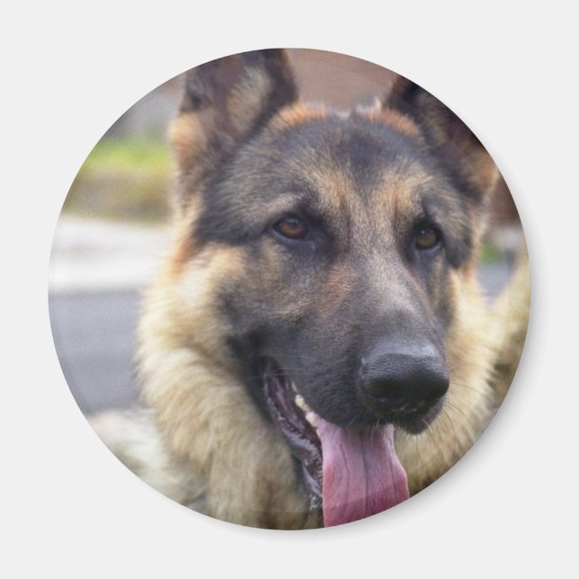 Imã Imagem do German shepherd Magnet (Frente)