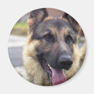 Imã Imagem do ímã do german shepherd