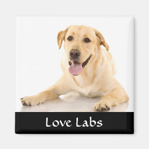 Imã Imagem do Love Labs "Yellow Labrador Retreiver"