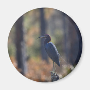 Imã Imagem do pequeno Blue Heron