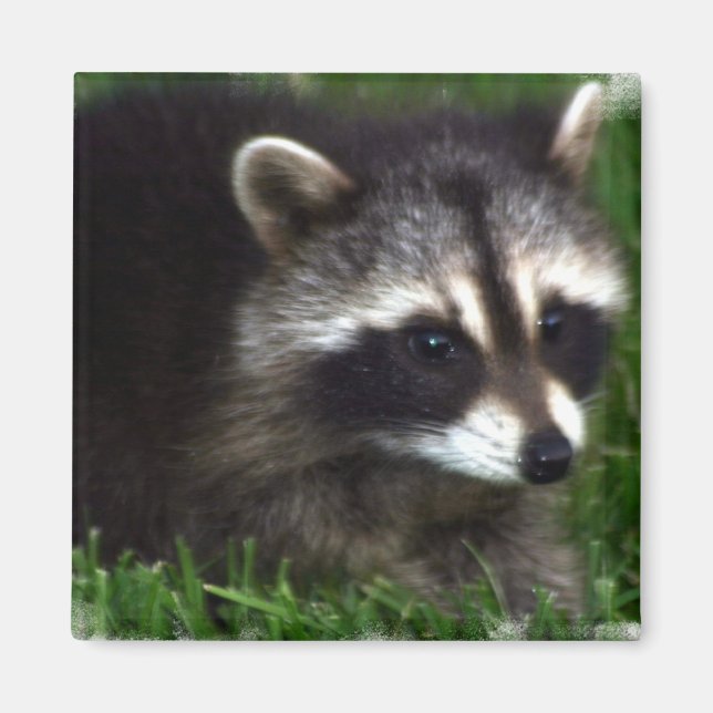 Imã Imagem do Raccoon (Frente)