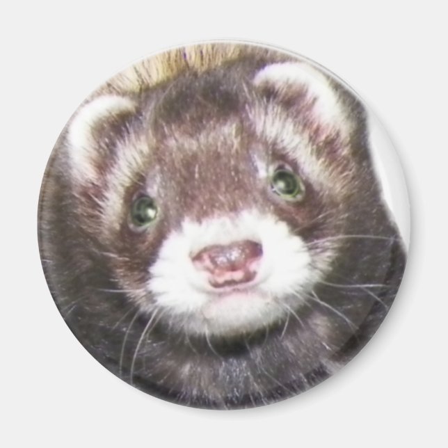 Imã Imagem do rosto de Ferret (Frente)