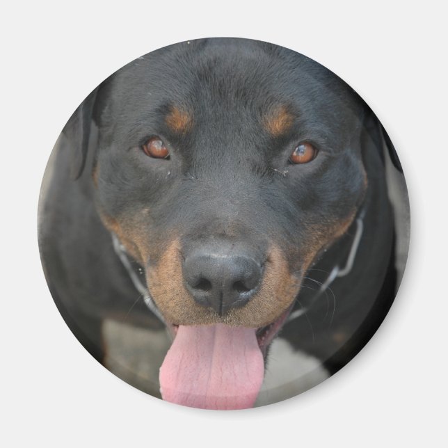 Imã Imagem do Rottweiler Redonda (Frente)