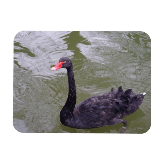 Ímã Imagem do Swan Preto 3"x4" (Horizontal)