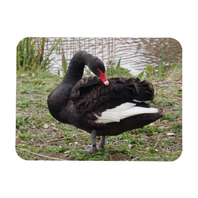 Ímã Imagem do Swan Preto 3"x4" (Horizontal)