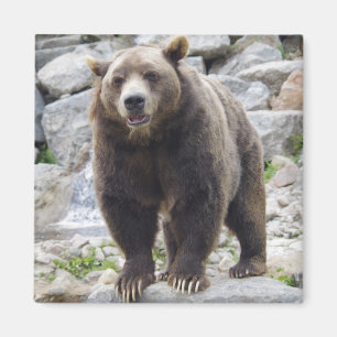 Imã Imagem do urso Kodiak