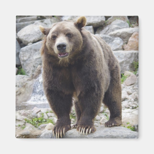 Imã Imagem do urso Kodiak (Frente)