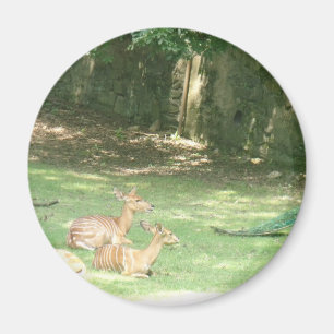 Imã Imagem do Zoo Bronx