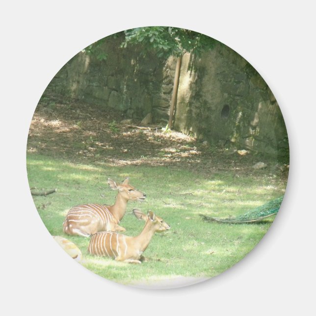 Imã Imagem do Zoo Bronx (Frente)