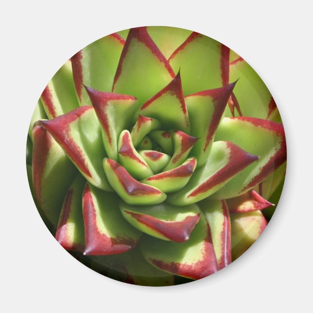 Imã Imagem Echeveria (Frente)