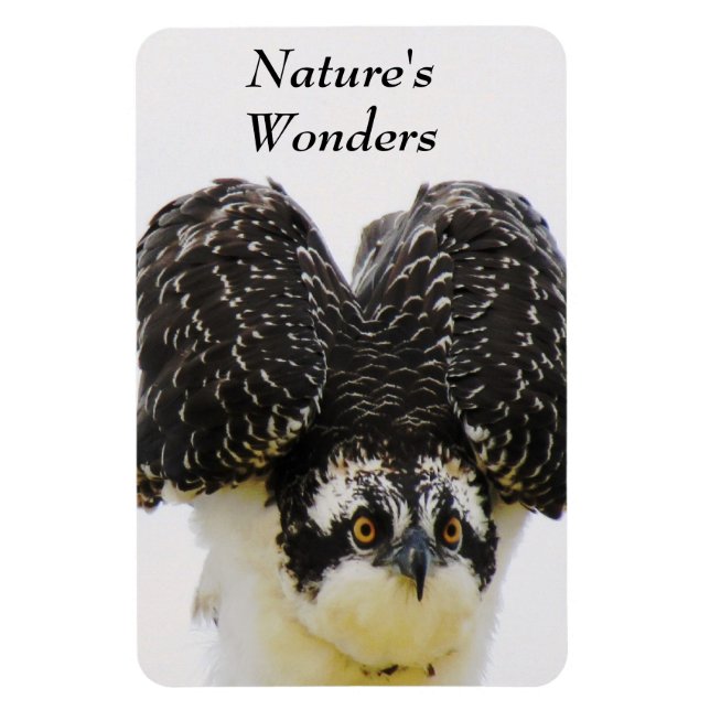 Ímã Imagem Flexi de Olhos Osprey (Vertical)