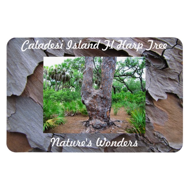 Ímã Imagem Flexi Premium Da Árvore Da Ilha Caladesi (Horizontal)