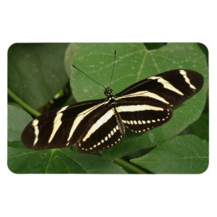 Ímã Imagem Flexível da Borboleta Zebra Longwing