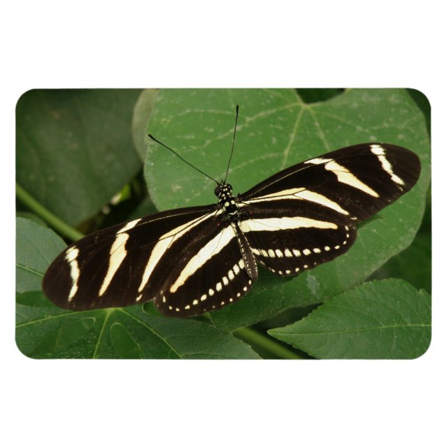 Ímã Imagem Flexível da Borboleta Zebra Longwing (Horizontal)