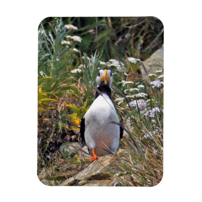 Ímã Imagem flexível do puffin (Vertical)