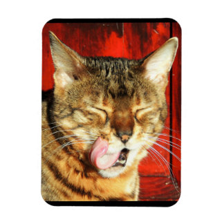 Ímã Imagem Fotográfica Bengal Love