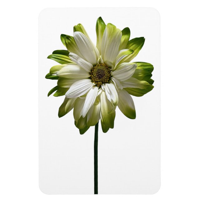 Ímã Imagem Fotográfica Daisy Flower (Vertical)