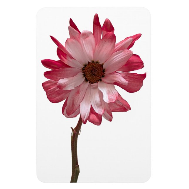 Ímã Imagem Fotográfica Daisy Flower (Vertical)