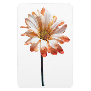Ímã Imagem Fotográfica Daisy Flower
