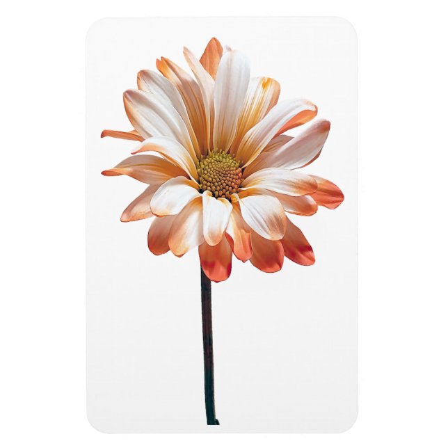Ímã Imagem Fotográfica Daisy Flower (Vertical)