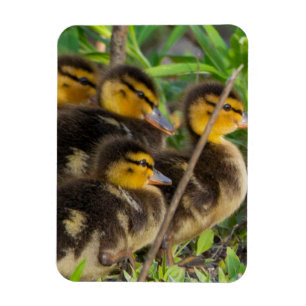 Ímã Imagem Fotográfica de Ducklings