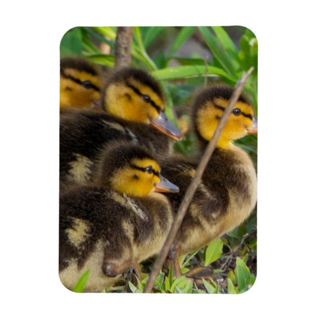 Ímã Imagem Fotográfica de Ducklings (Vertical)