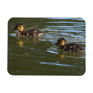 Ímã Imagem Fotográfica de Ducklings