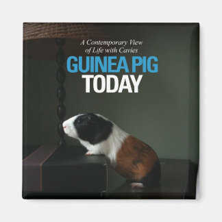 Imã Imagem Fotográfica de Guiné Pig Hoje