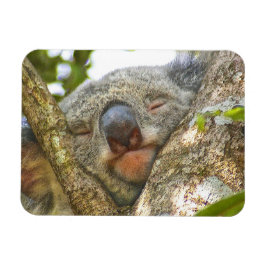 Ímã Imagem Fotográfica do Koala Bear