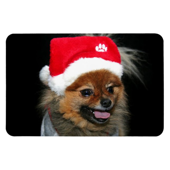 Ímã Imagem fotográfica flexível da Pomerânia de Natal (Horizontal)