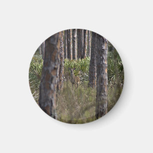 Imã Imagem fotográfica Whitetail Buck