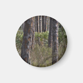 Imã Imagem fotográfica Whitetail Buck