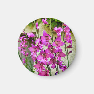 Imã Imagem Gladiolus Bizantine
