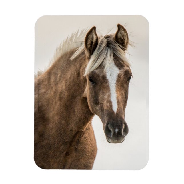 Ímã Imagem imunda Coco Mustang (Vertical)