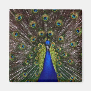 Imã Imagem Peacock Brilhante ou Magnet Locker